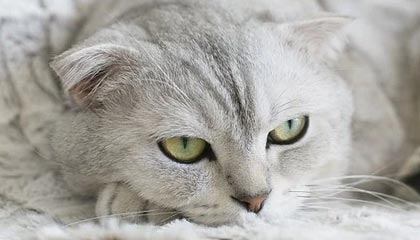 武义县最新公积金卡提取现金方法app方法分析(最方便真实的武义县公积金卡怎样从手机里取出来?方法)