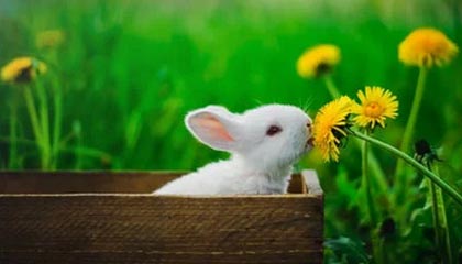 武义县最新公积金卡提取现金方法app方法分析(最方便真实的武义县公积金卡怎样从手机里取出来?方法)